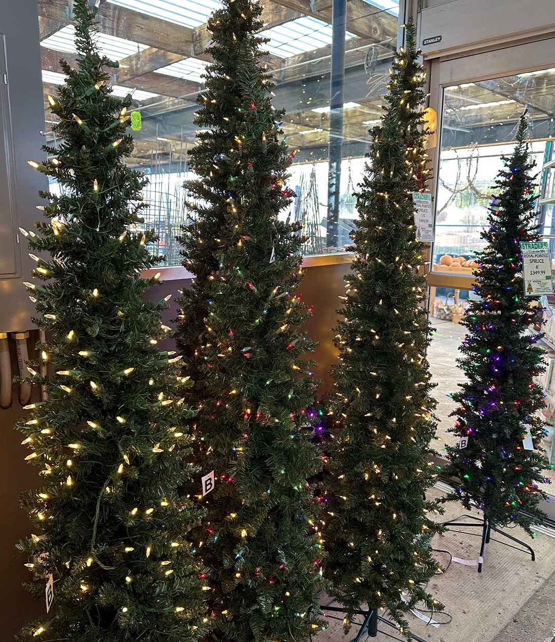 Christmas Trees