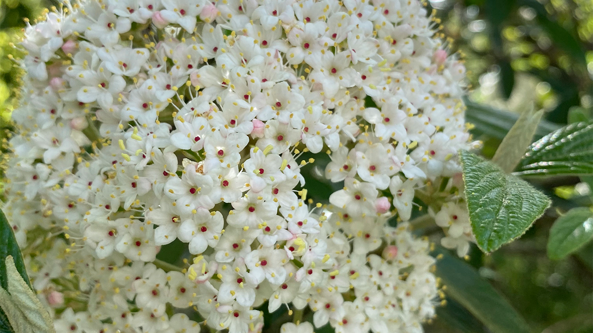 Viburnums Strader's Garden Centers