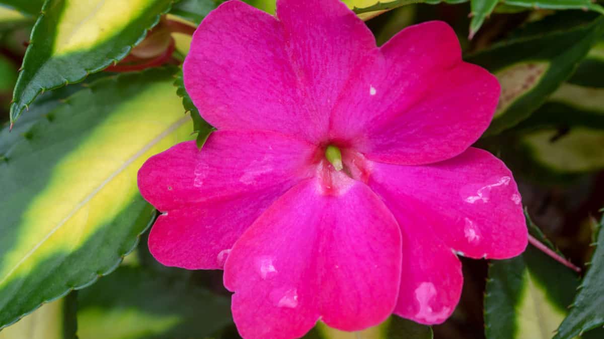 Sunpatiens