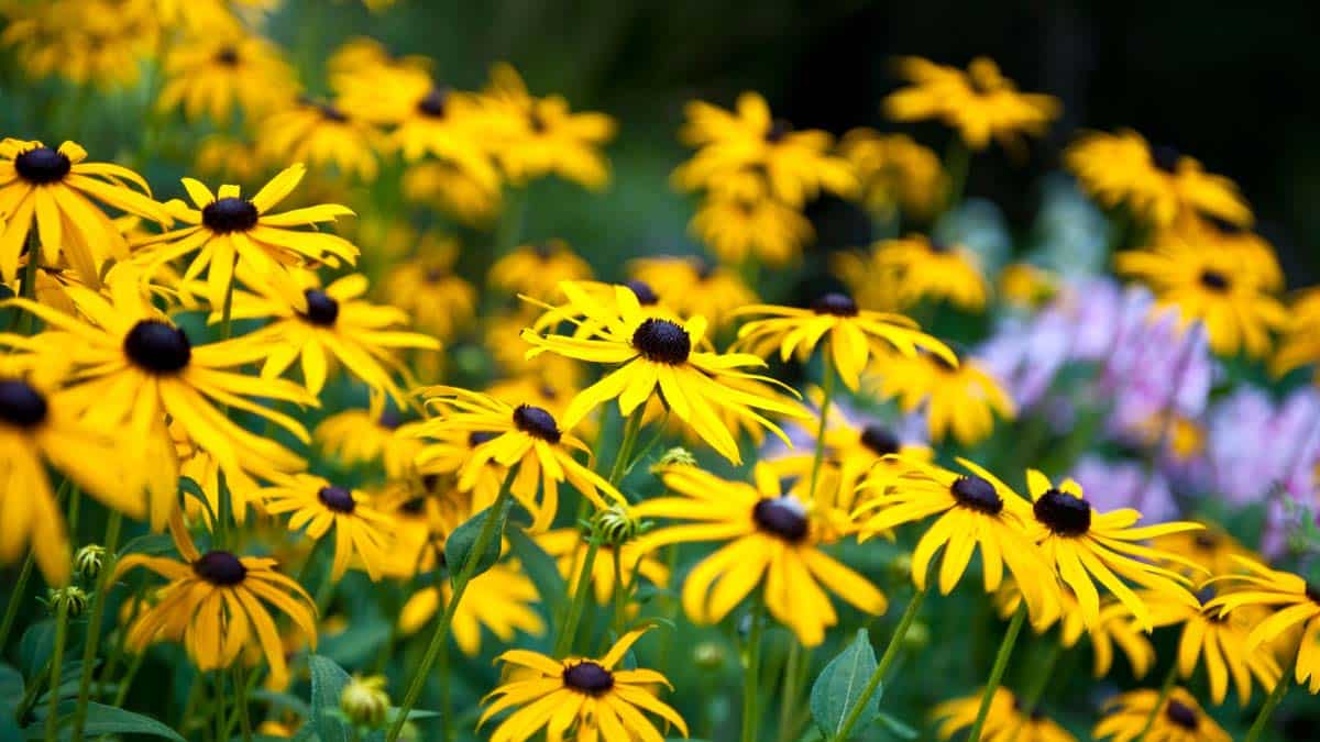 Native Ohio Flowers For Bees Best Flower Site