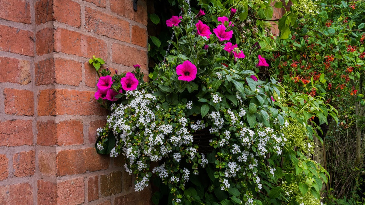 There's More to Love this Mother's Day with Hanging Baskets