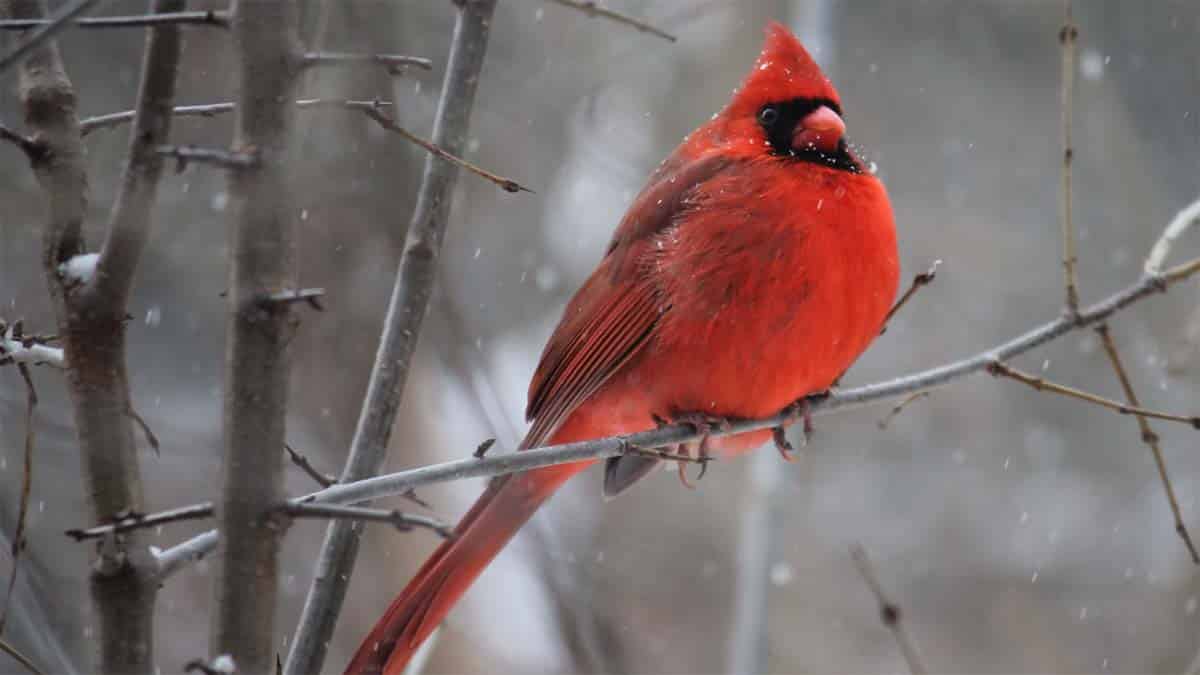 Top 10 Ohio native birds to attract this winter
