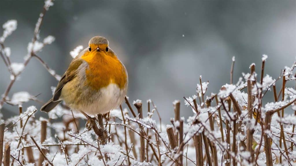 Turn Your Backyard Into a Winter Oasis for Birds