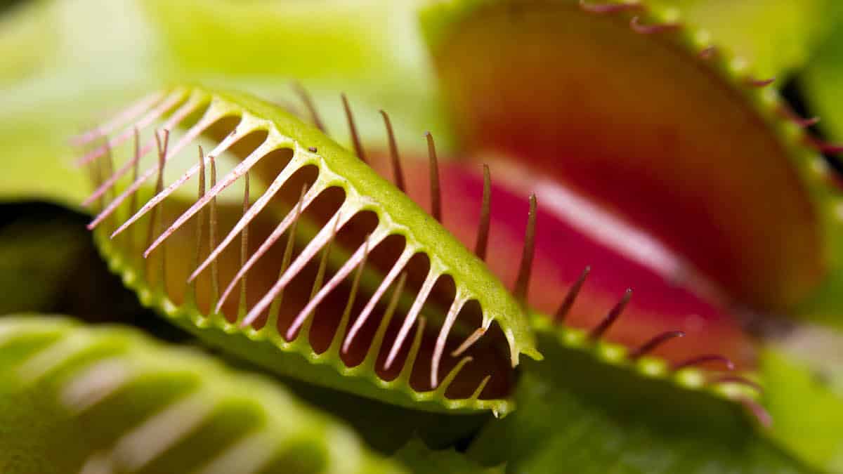 Venus Fly Trap