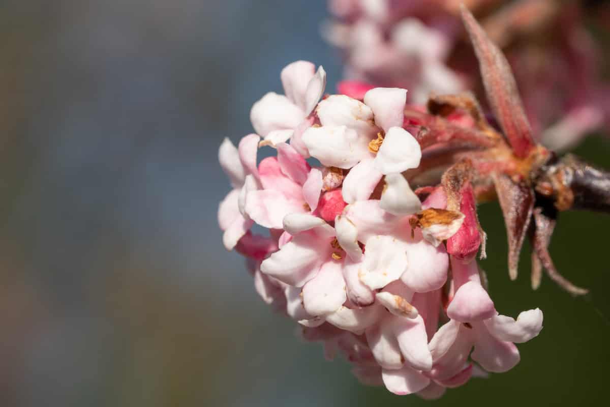 Viburnum