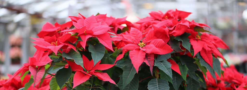 How to Keep These 8 Christmas Plants Alive