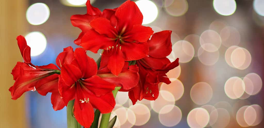 How to Keep Amaryllis Alive