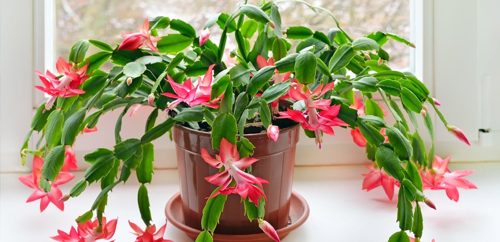 How to Keep Christmas Cactus Alive