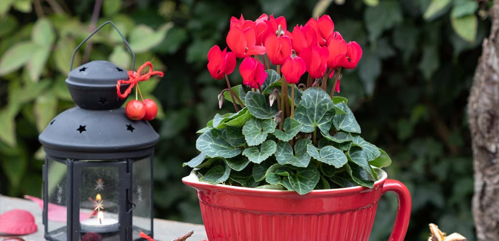 How to Keep Cyclamen Alive