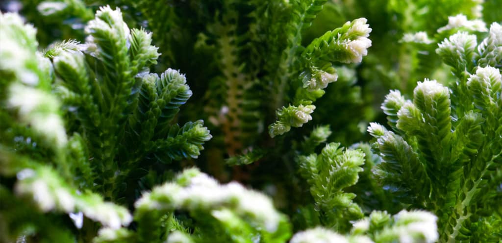 How to Keep Frosty Ferns Alive