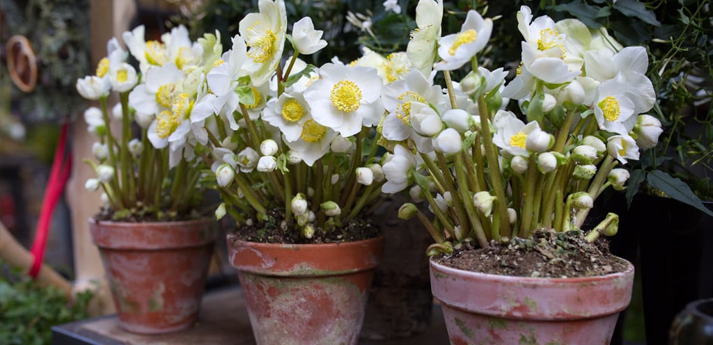 How to Keep Hellebores Alive
