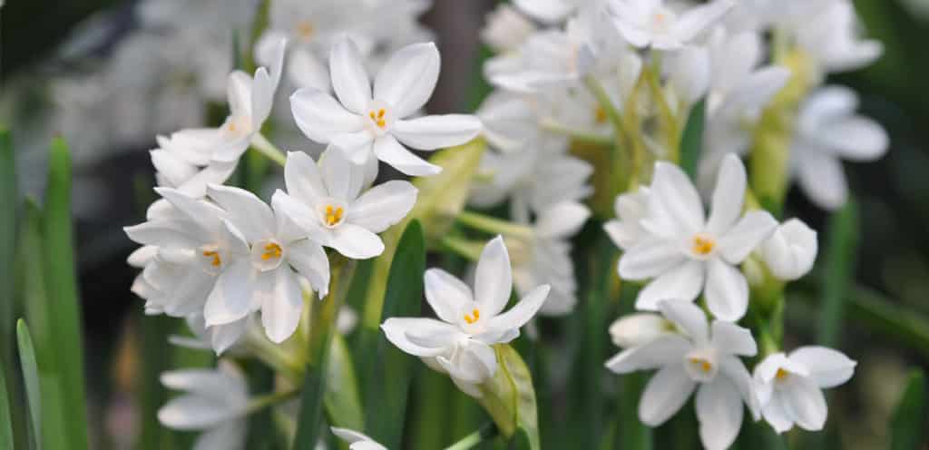 How to Keep Paperwhites Alive