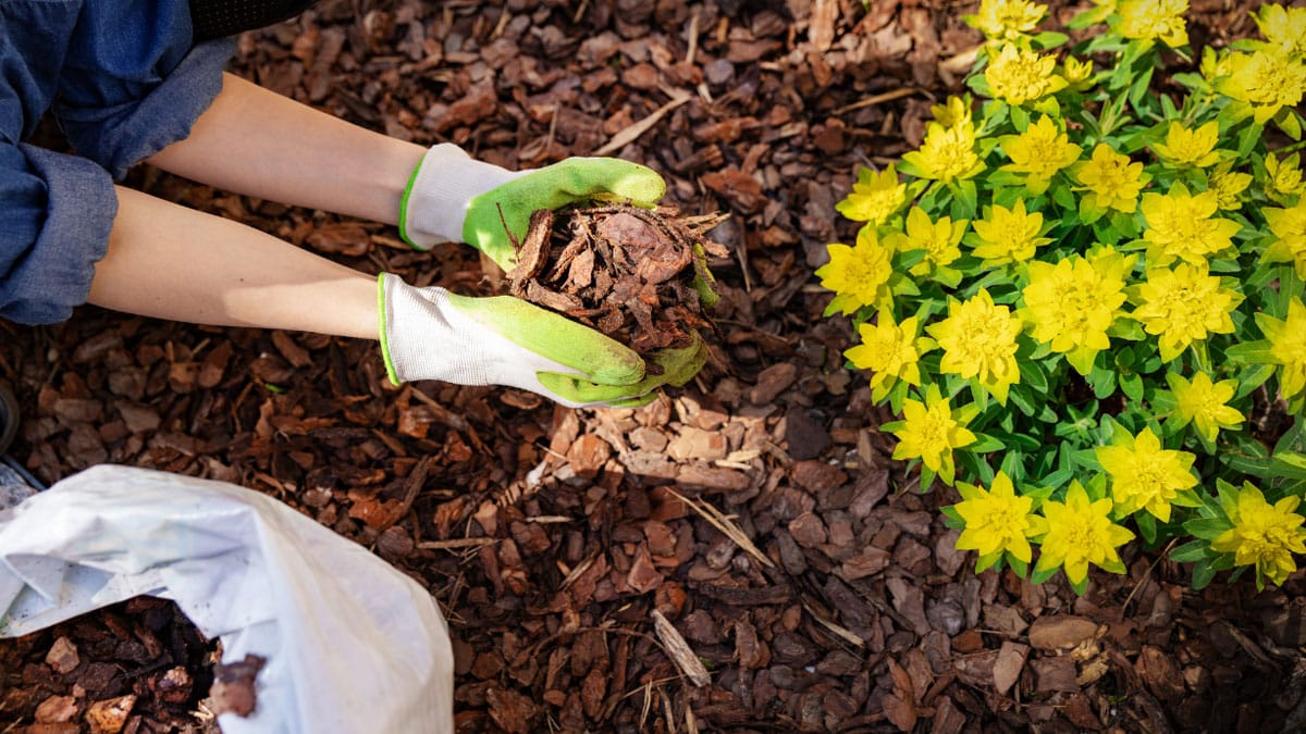 Mulching