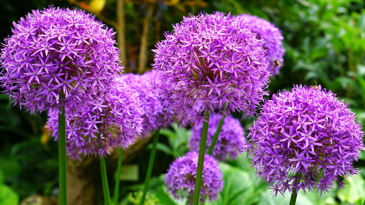 Allium