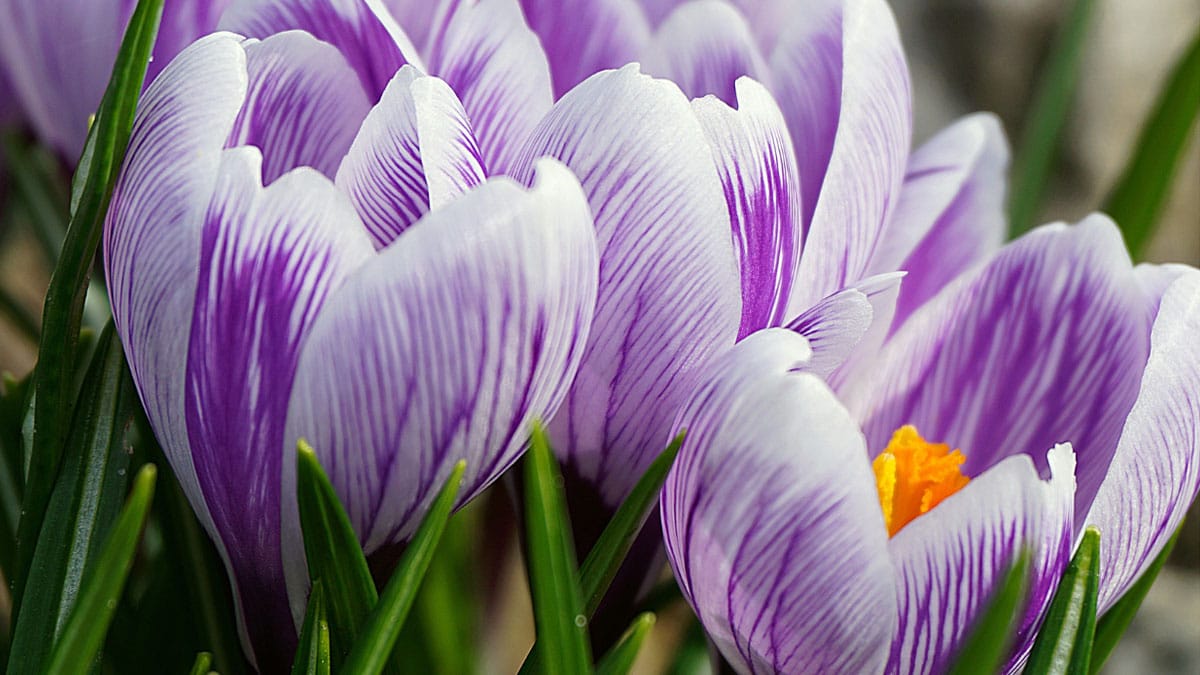 Crocus