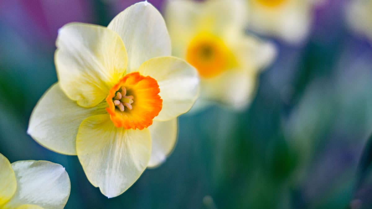 Daffodils