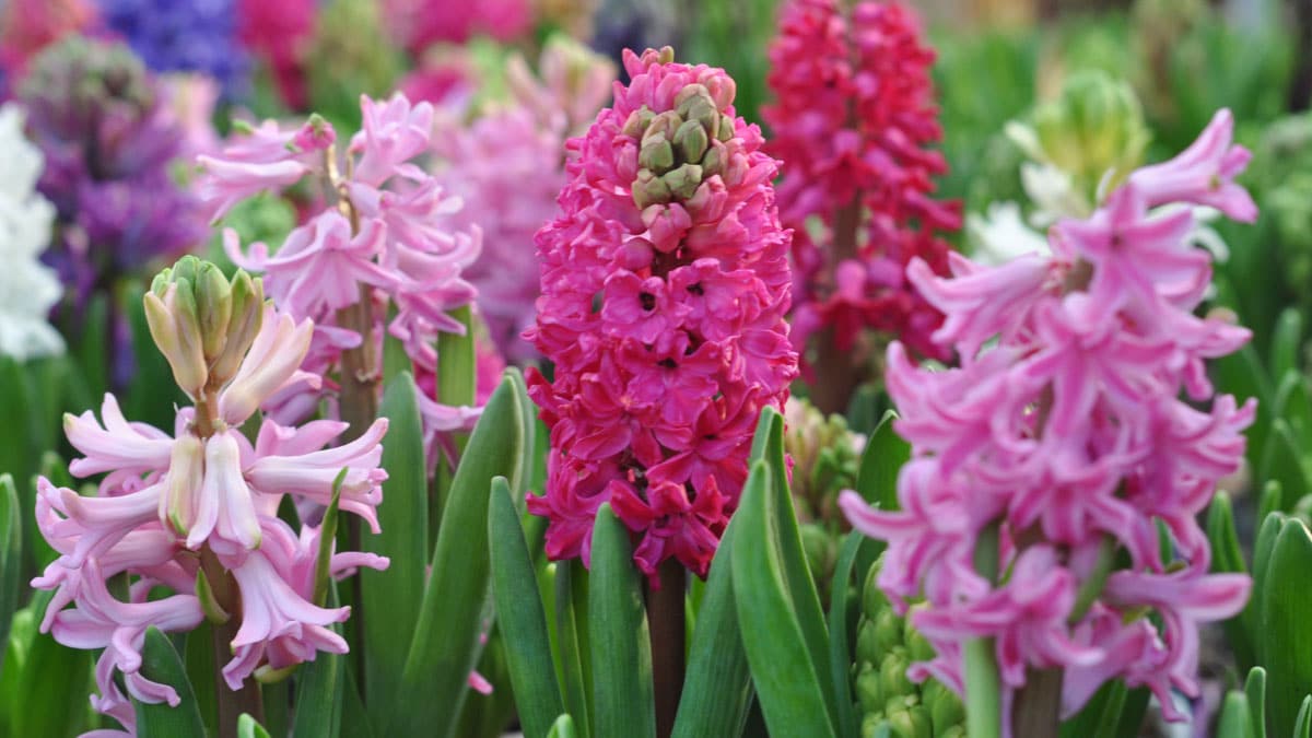 Hyacinths