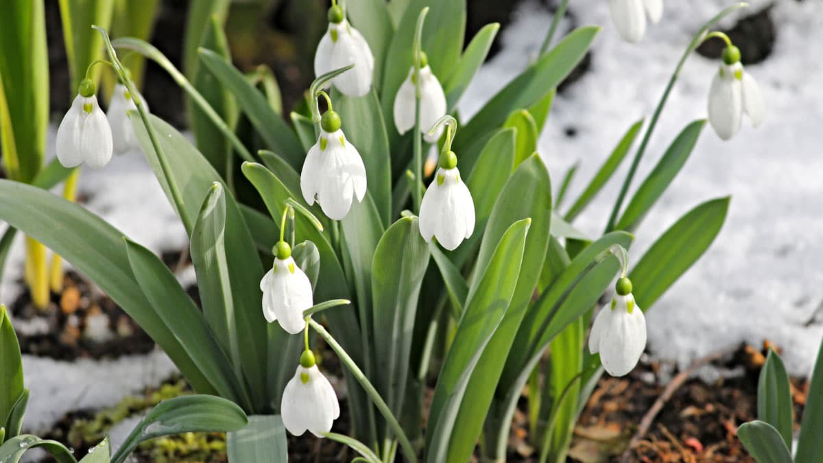 Snowdrops