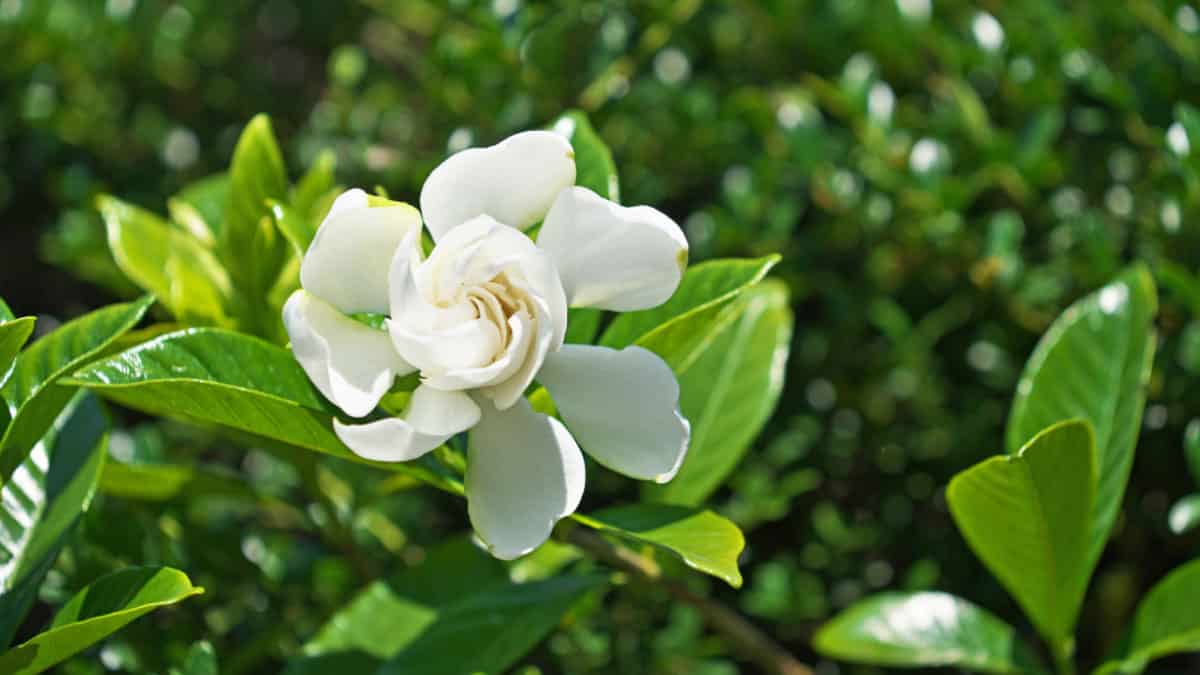 Gardenia