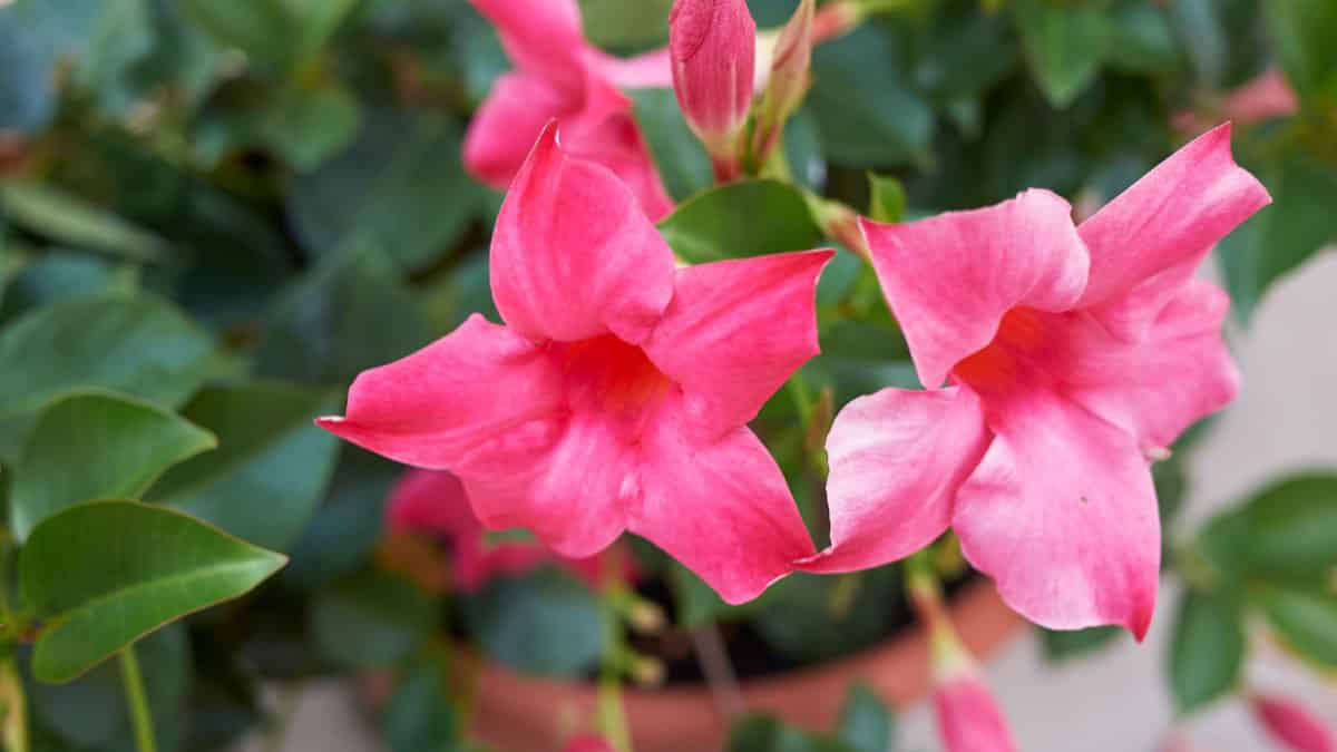 Mandevilla