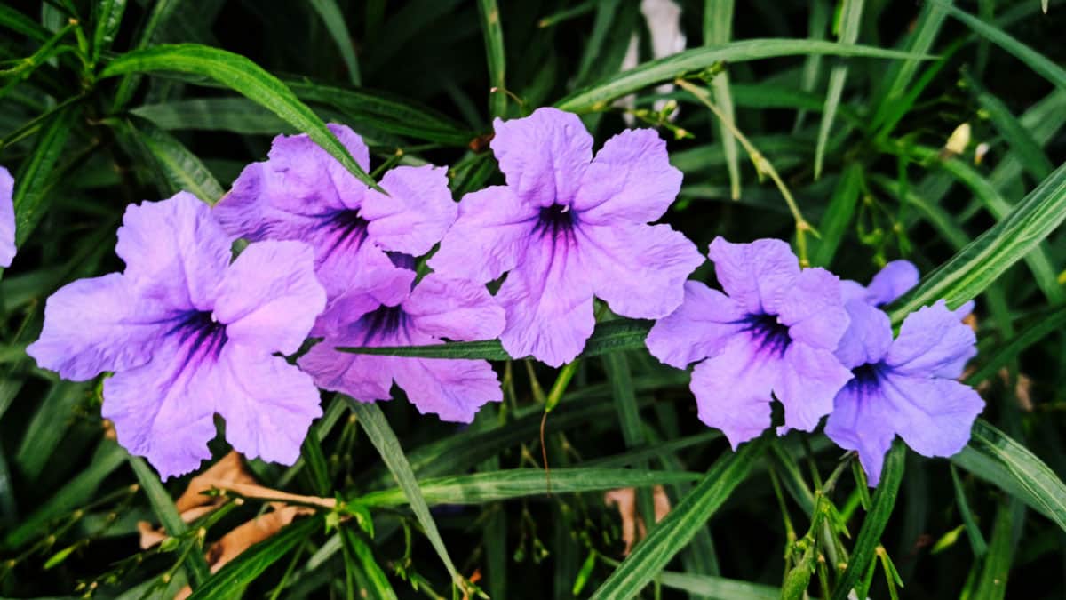 Ruellia