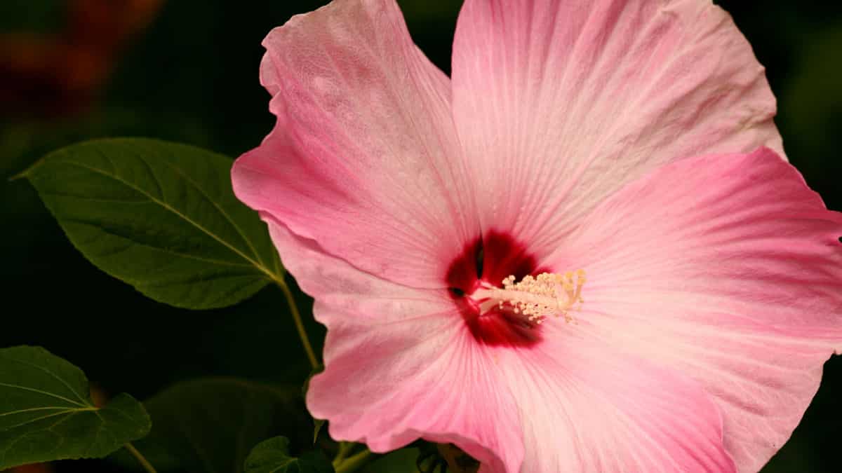 Tropical Hibiscus