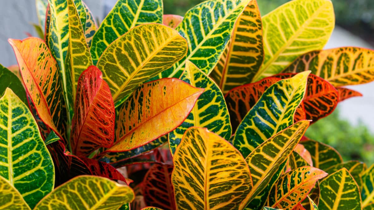 Tropical Houseplants