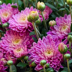 Pot Chrysanthemums Are the Perfect Indoor and Outdoor Summer Flower - Ar