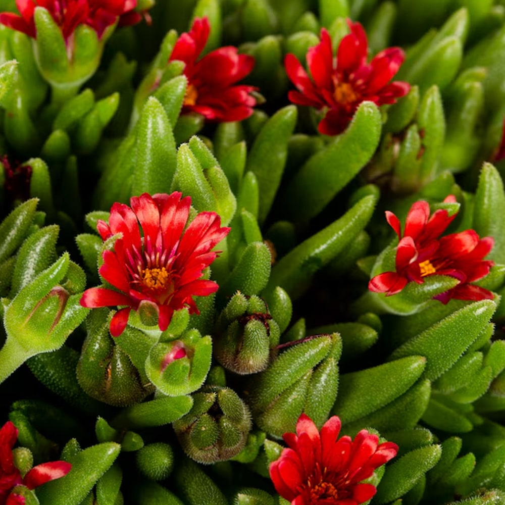 Hardy Ice Plant…literally the lowest maintenance plant you might ever ...