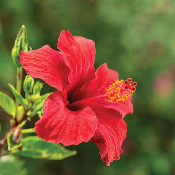 Hibiscus (genus Malvaceae)