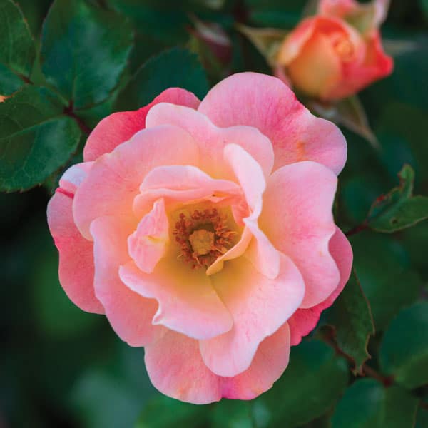 Knock Out Roses (genus Rosa hybrid)
