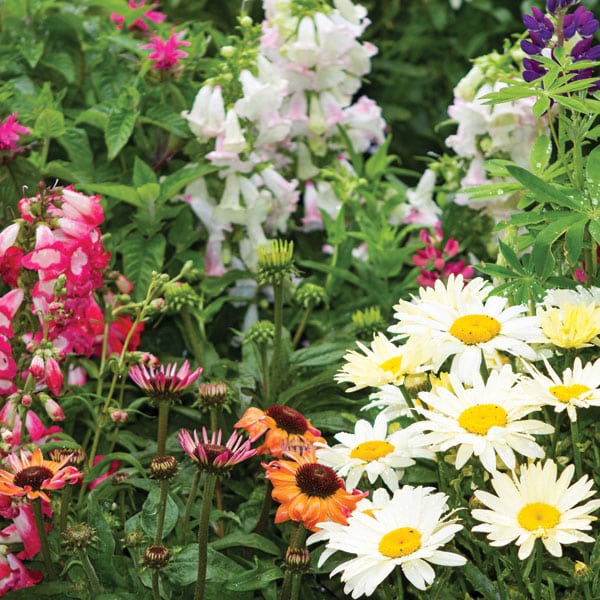 Perennials come in many varieties and offer something for everyone