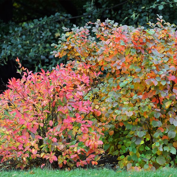 Fothergilla