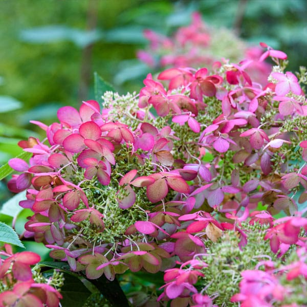 Oakleaf Hydrangea