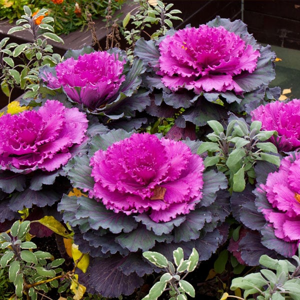 Ornamental Cabbage & Kale