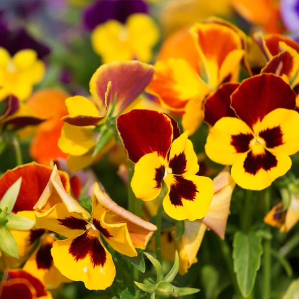 Pansies