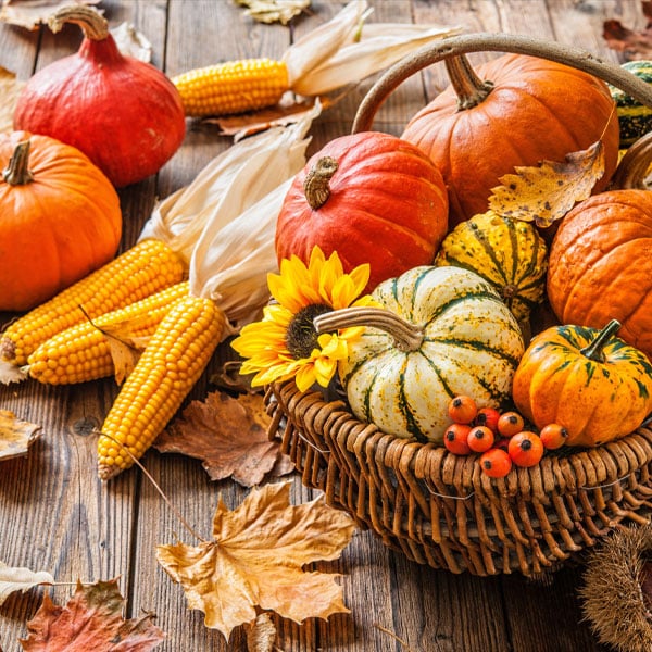 Pumpkins & Gourds & Décor, oh my!