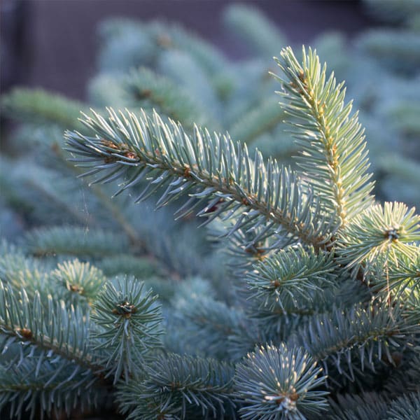 Colorado blue Spruce